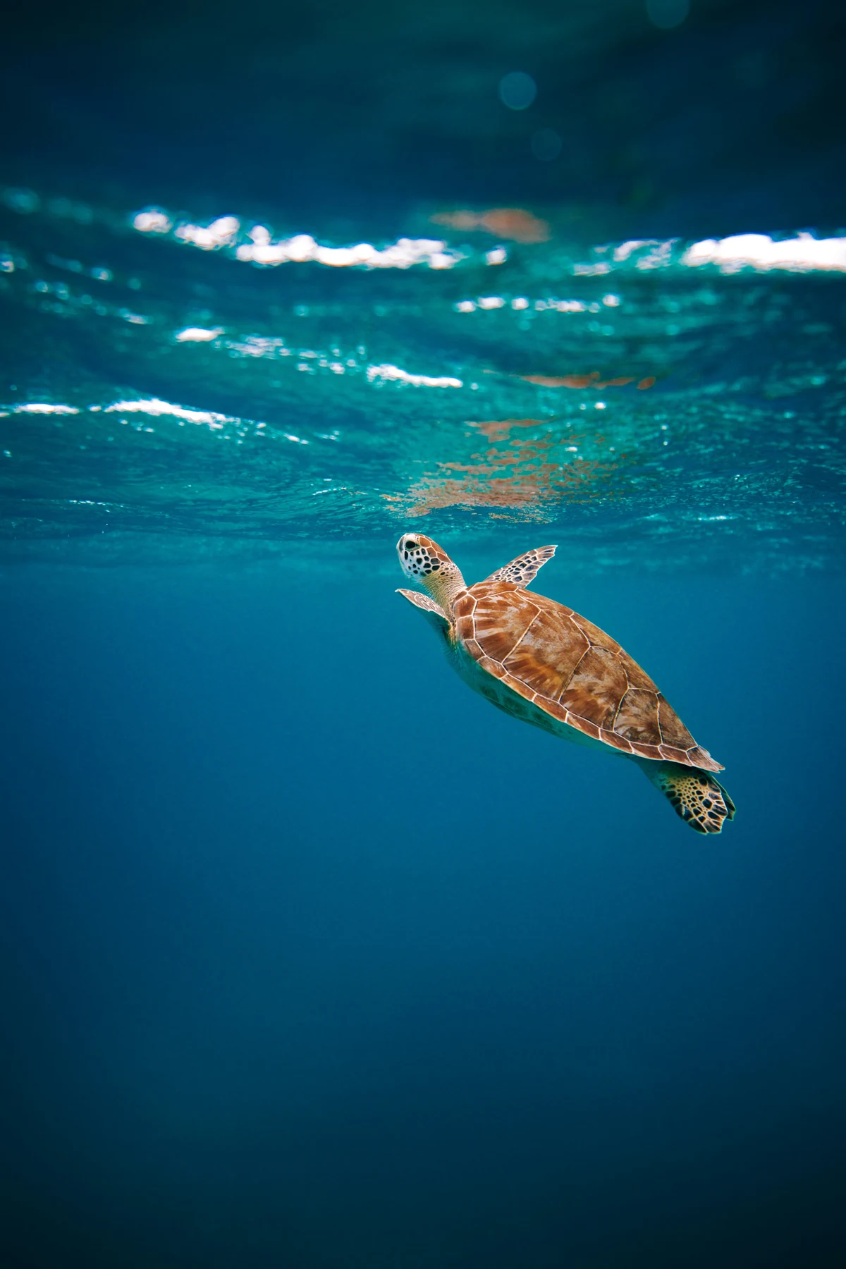 A sea turtle swims beneath the sunlit surface of blue water.