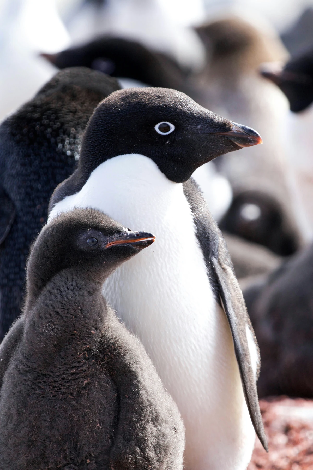 An adult penguin and a downy chick stand close together among other penguins.
