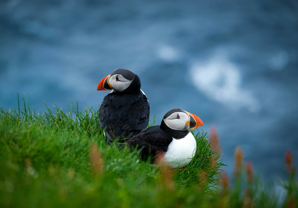 Two puffins rest on a grassy slope with blue water behind them.