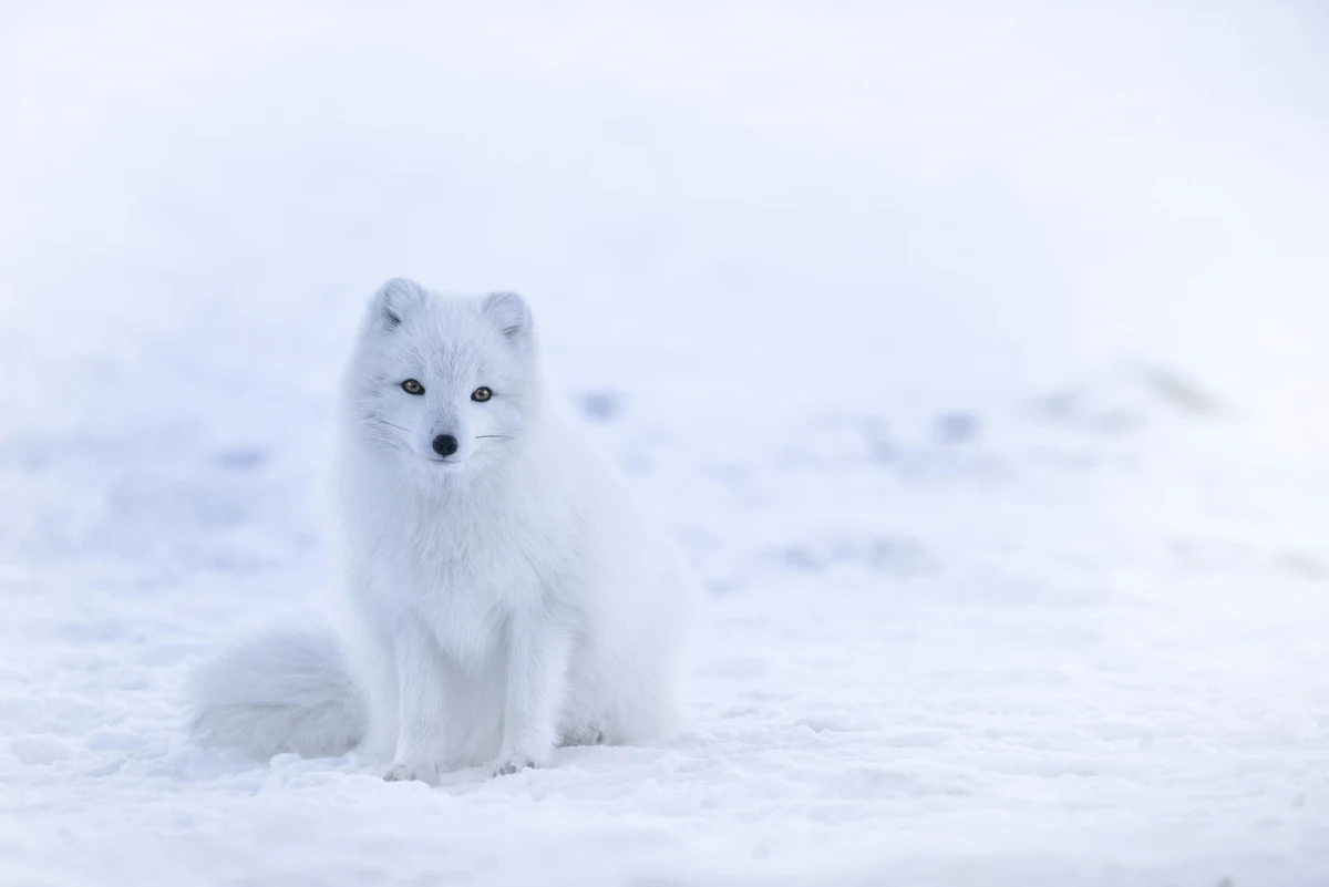 A white fox sits on snow, looking toward the camera.